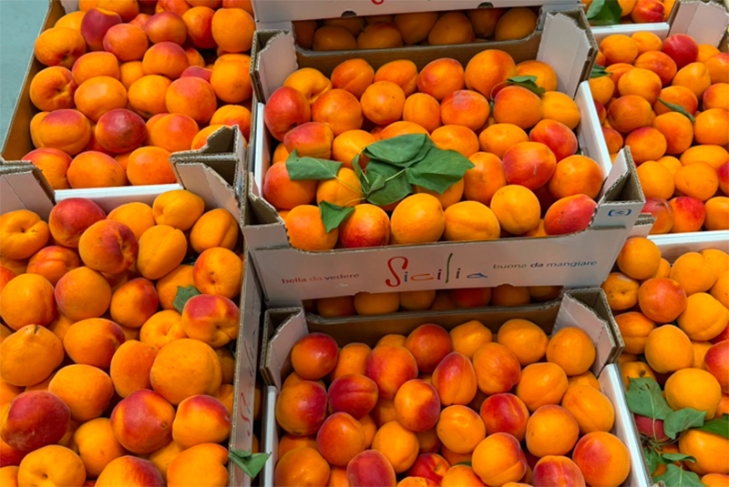 Albicocche - Sicilia - 2,00 euro al chilogrammo